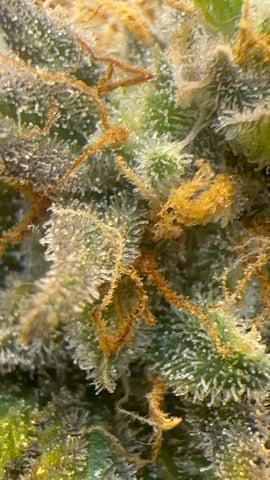 The Bud Professional Candy Factory  — flower, day 21