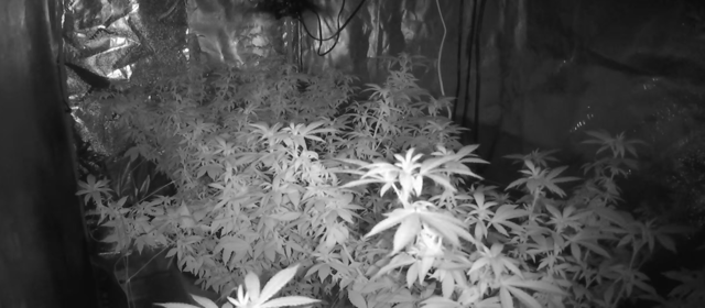 new bee's  — flower, day 93