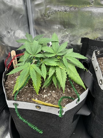 First Grow.. How am I doing? — vegetative, day 33