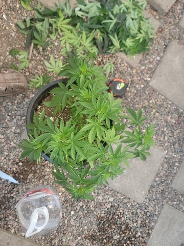Ghetto Growing — grow_setup, day 25
