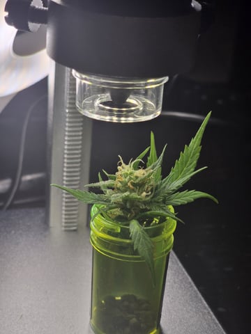 1st Auto Grow (LSD + BrB) - 1st indoor Grow — flower, day 69