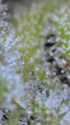 Looking for advice! — flower, day 89