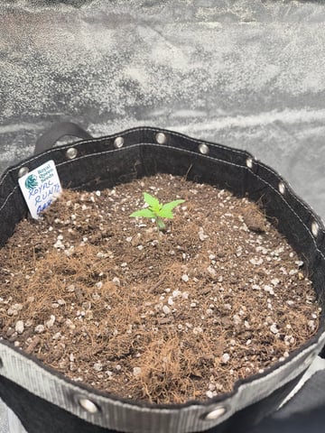 I'll get it right — seedling_rooting, day 15
