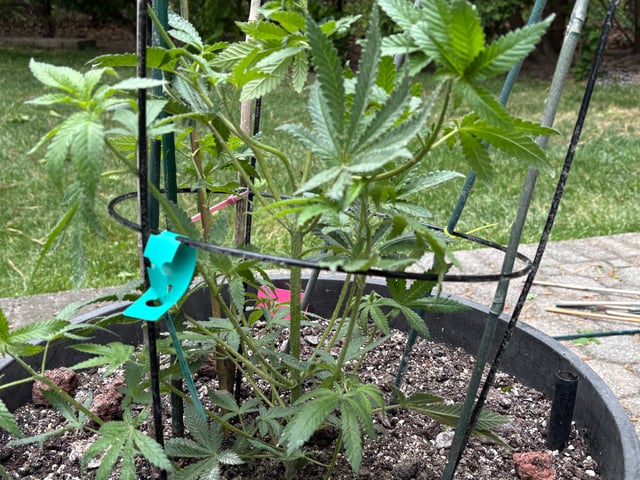 Grimm Glue  — grow_setup, day 1