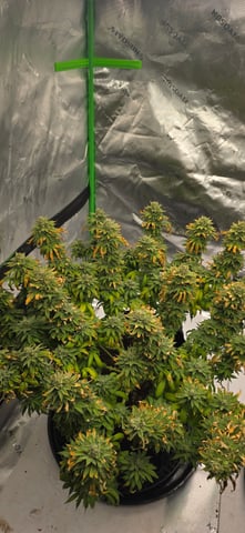 First grow - LCG(seed), GG#4(seed [possibly gorilla cookies]), Jack Hearer(clone) — flower, day 113