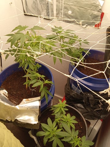 closet grow for veg with a.c infinity air intake fan .With no carbon filter just suction,and spider farmer sf 7000.Then a spider farmer sf tent 4×4×6.5with a G1500 l.e.d from spiderfarmer and spider farmer 6inch clip oscalating fan. — vegetative, day 22