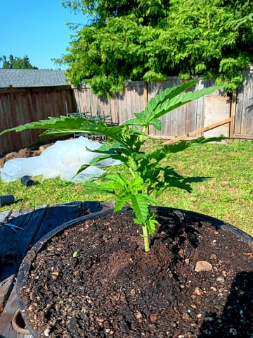 2025 — vegetative, day 8