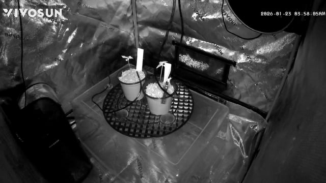 Ztrawberriez (Auto) 2026 - 1 — vegetative, day 12