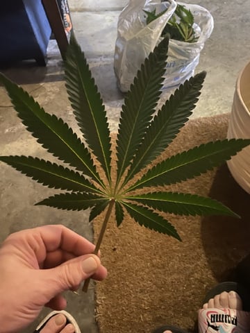 Hollywood — flower, day 80