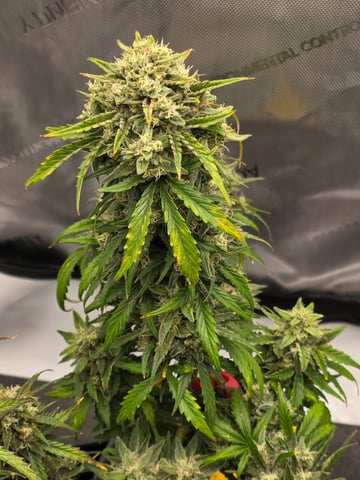 Homegrown - 🍒 🥧 & GSC Auto, 🚀 Seeds 🍌 Buttercups  — flower, day 64