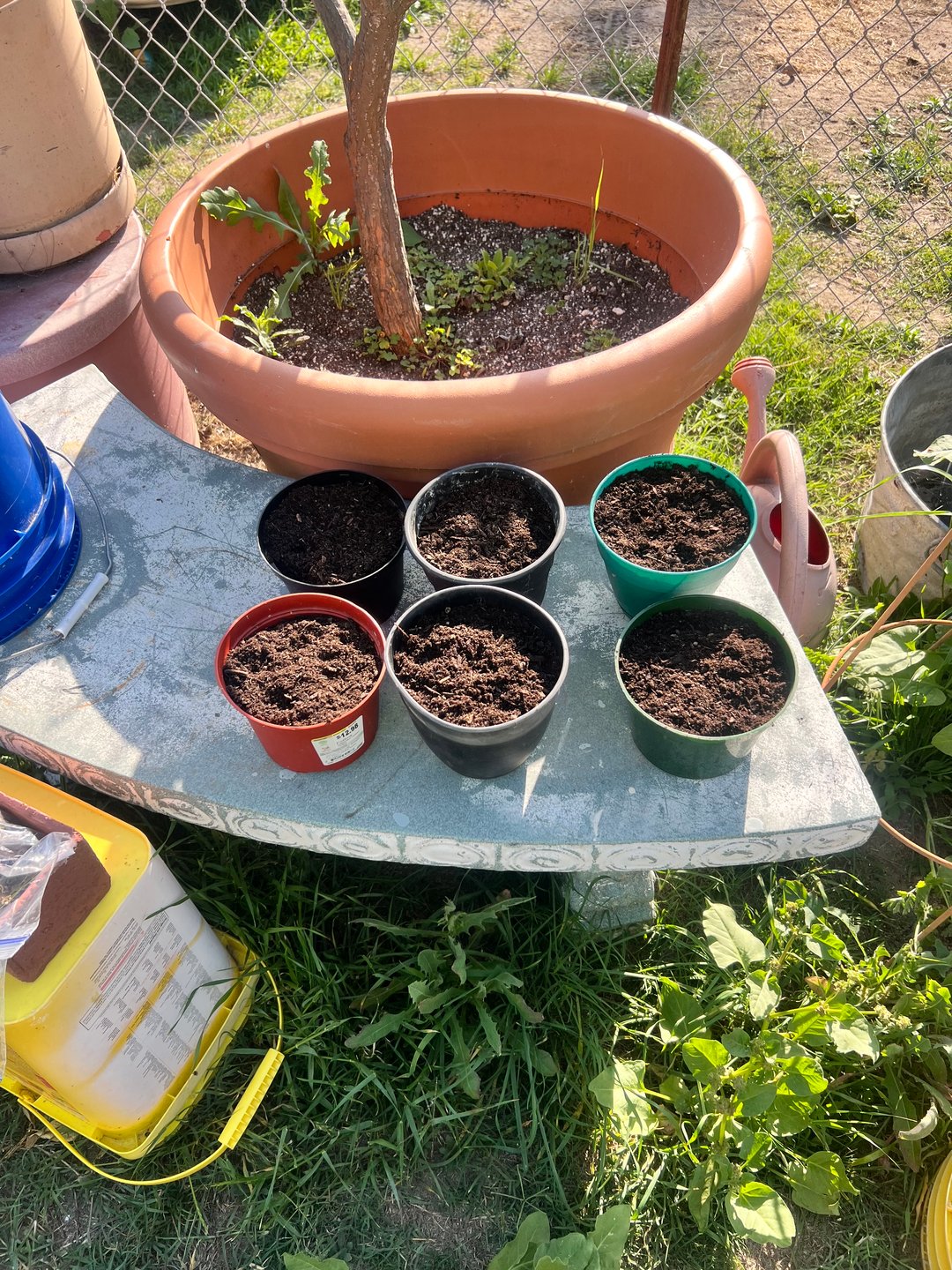 Apple fritter bag seed