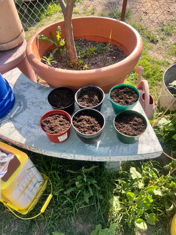 Apple fritter bag seed — seedling_rooting, day 1