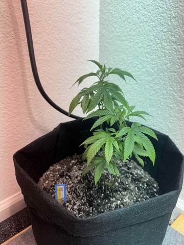 chem#4 — vegetative, day 10