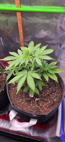 Here We Grow... — flower, day 48