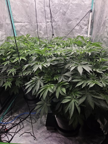 Relentless Genetics Trop Cherry S1 — flower, day 32
