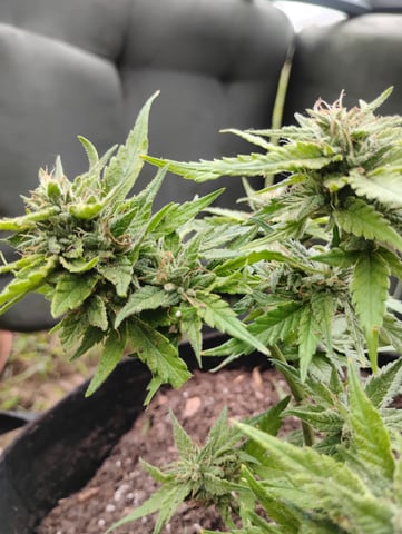 first time  — flower, day 30