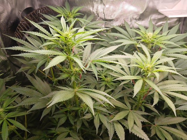 9lbhammer feminized  — flower, day 52