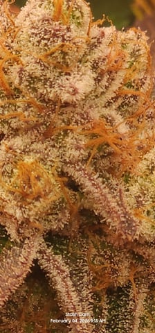 Punch Mints Female Pheno #2 Clone(s) — harvest, day 302