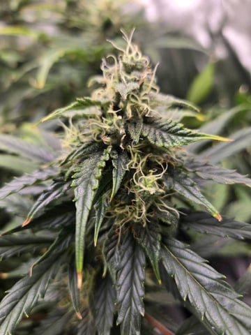 Casey Jones — flower, day 1