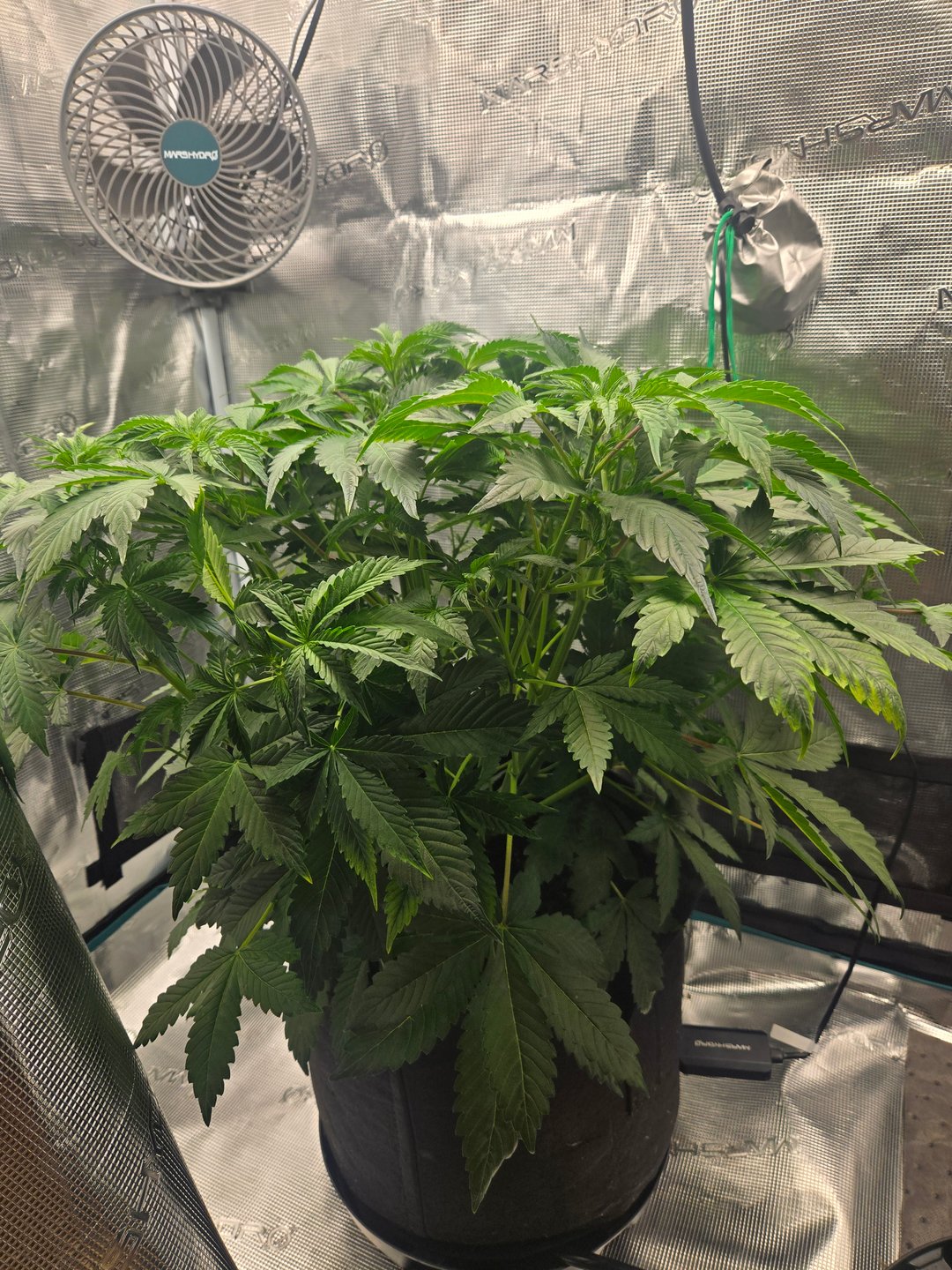 Super Skunk Auto 