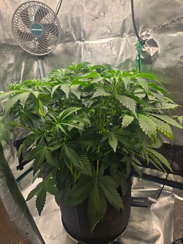 Super Skunk Auto 