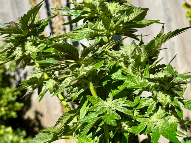 ice breaker 1 and 2  — flower, day 56