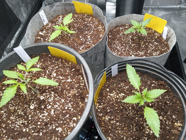 critical purple kush x peyote wifi  in the auto pot system tray 2 grow with added microhazian to the coco coir  — vegetative, day 15