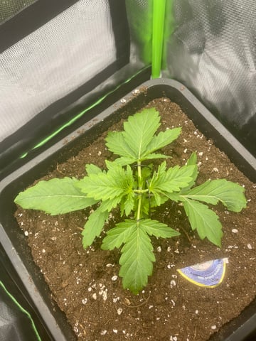 GSC First grow — vegetative, day 1