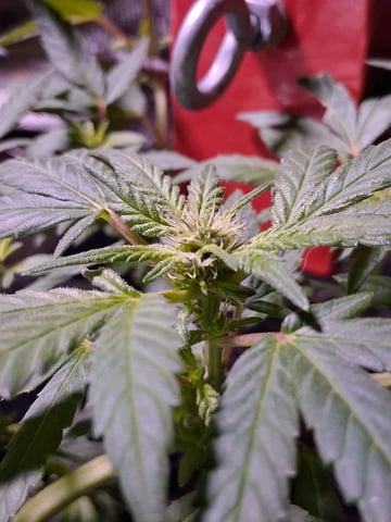 Crimson Haze — flower, day 9