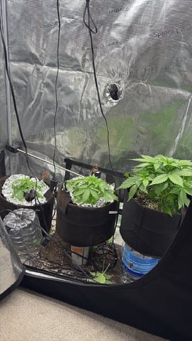 Batch #3 — vegetative, day 9