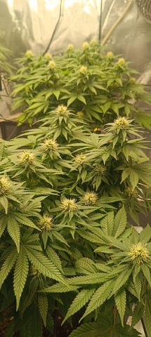 First Time Growing  — flower, day 63
