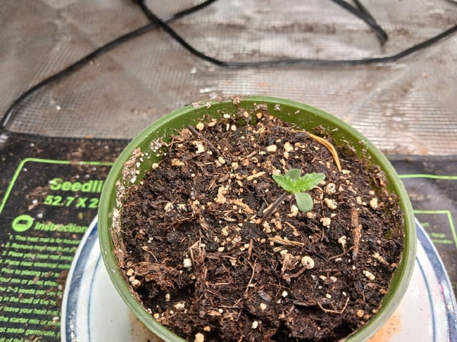 9lbhammer feminized  — seedling_rooting, day 5