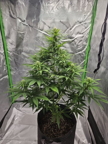 Gorilla Z auto — flower, day 70