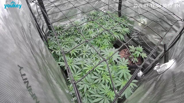 Purple Haze  — flower, day 53