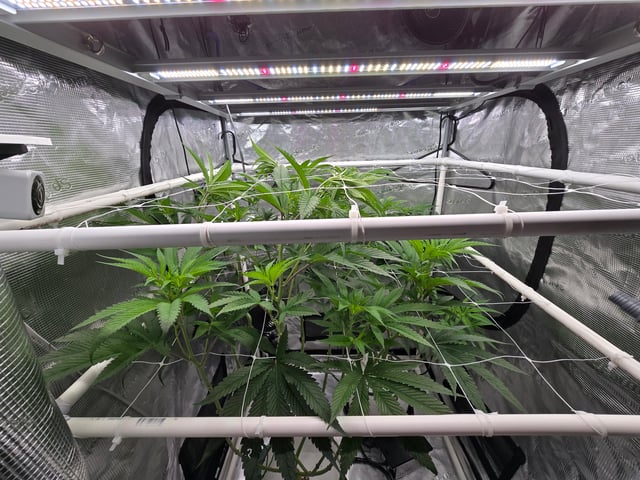 Grow 3 — flower, day 11