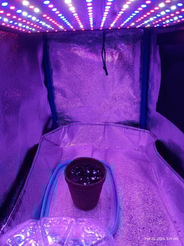 Red Runtz R Seed From Already Unknown Harvest — seedling_rooting, day 4