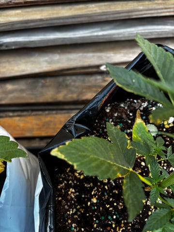 Autoflowers — vegetative, day 22