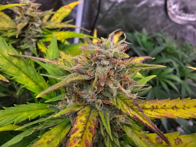 round 2 — flower, day 76