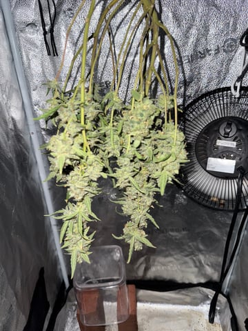 my grow — harvest, day 36