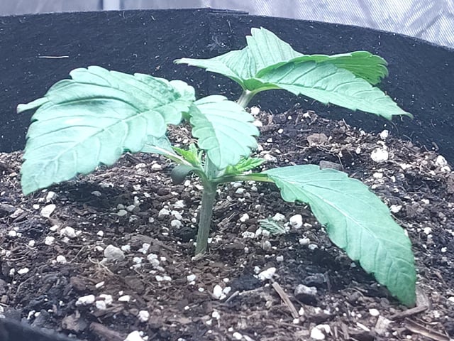 Maui wowie  — vegetative, day 27