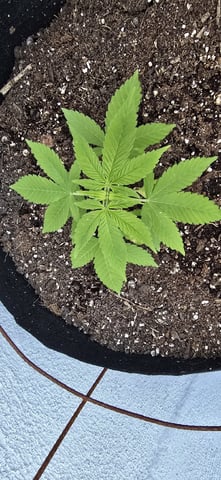 CzechsMex 2.0 — vegetative, day 46