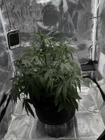 Indoor — vegetative, day 36
