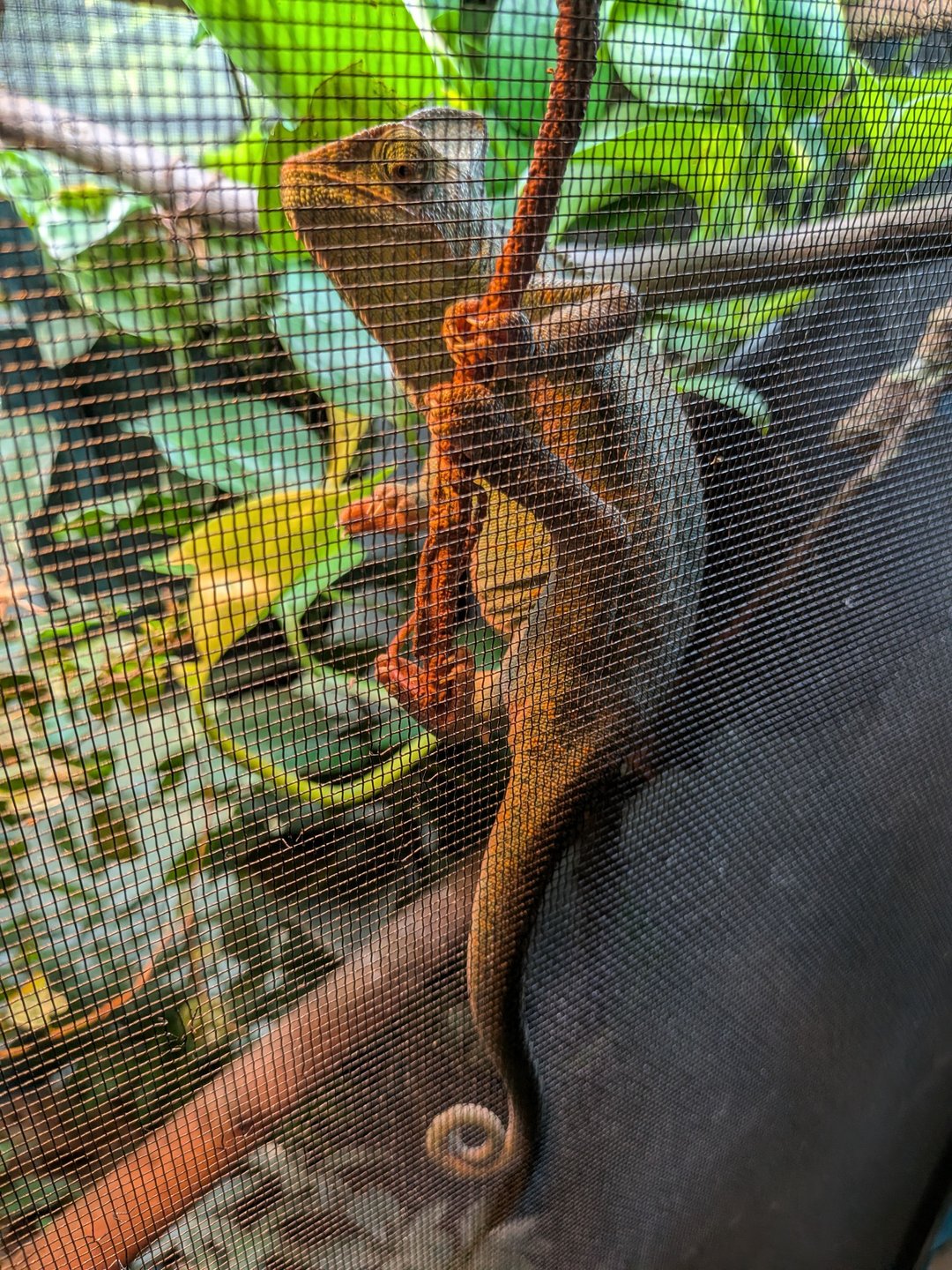 CopperheadGrove
