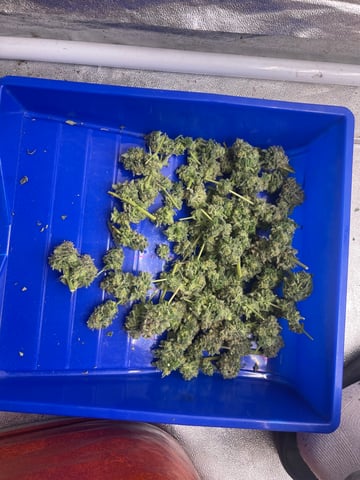 green resin — flower, day 45