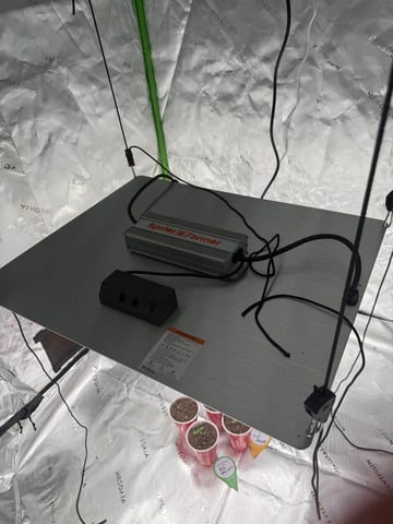 Humboldt  — seedling_rooting, day 9