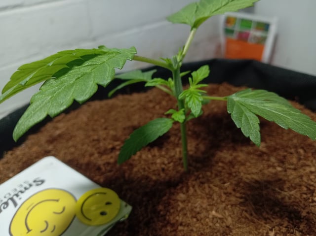 Strawberry Banana Auto  — vegetative, day 51