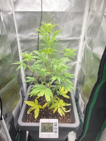 test 1 vanilla gelato — flower, day 28