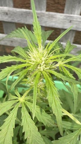 Muliflex — flower, day 54