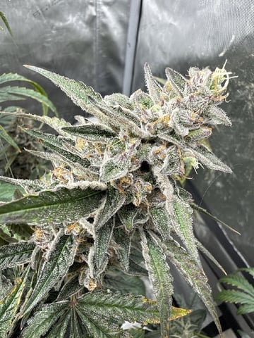 3x3 Grow — none, day 9