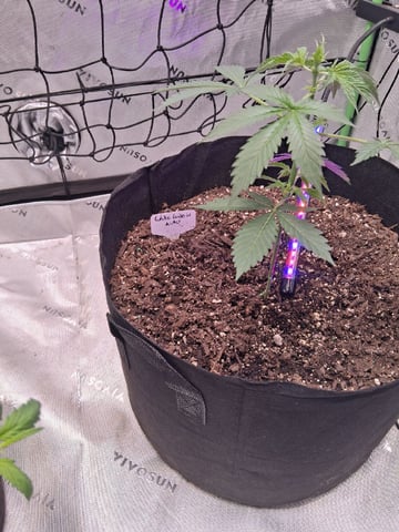 Whoever Wins First Stay In The 10 Gallon